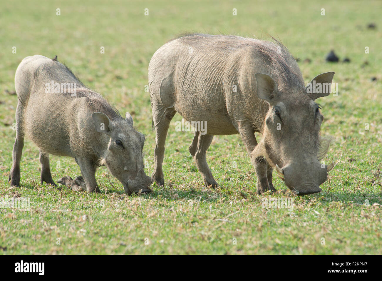 Warzenschweine (Phacochoerus Africanus), Fütterung, Okapuka Ranch, Stadtteil von Windhoek, Namibia Stockfoto