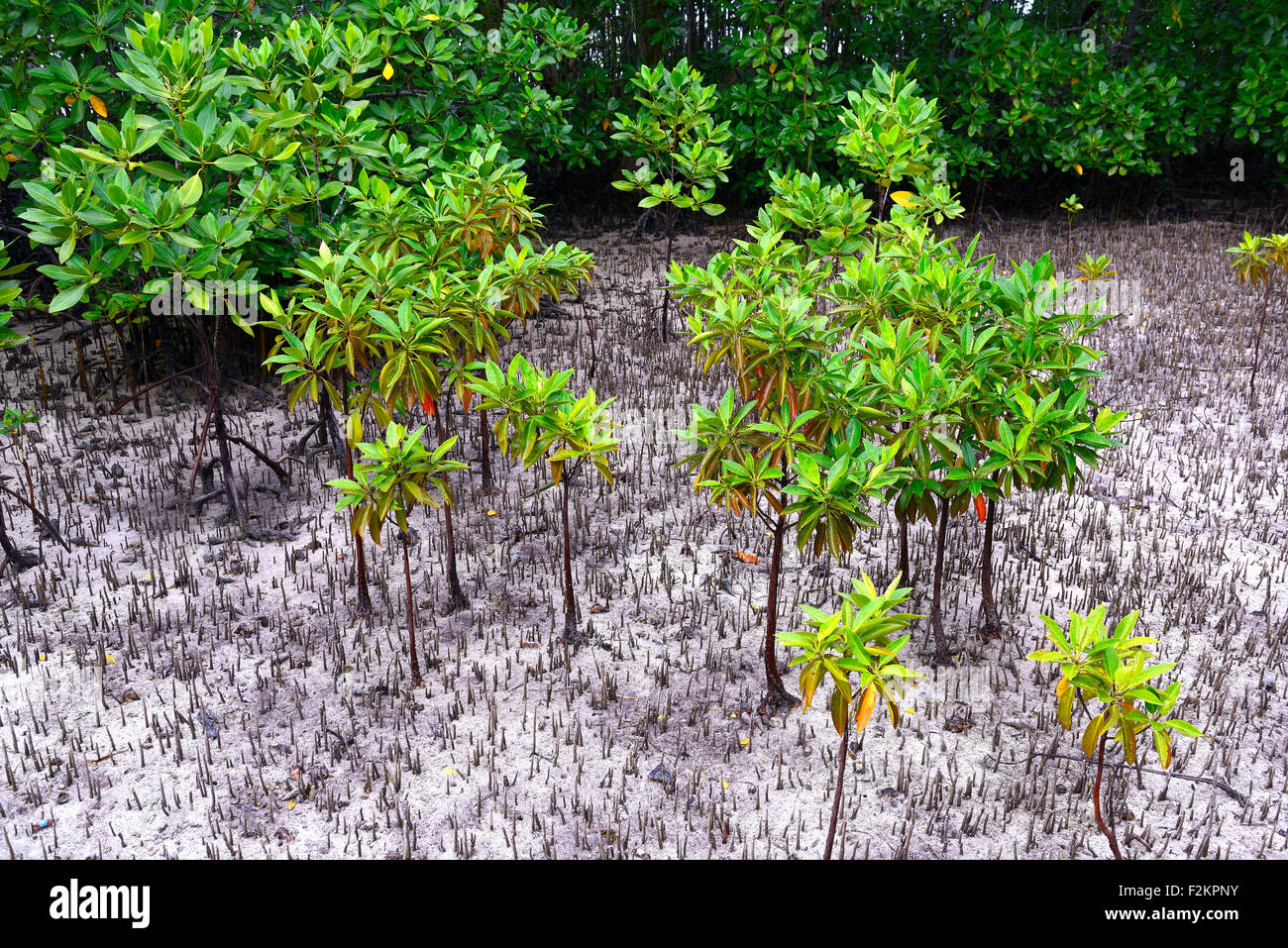 Mangroven (Avicennia Marina) bei Ebbe, Curieuse Island, Seychellen Stockfoto