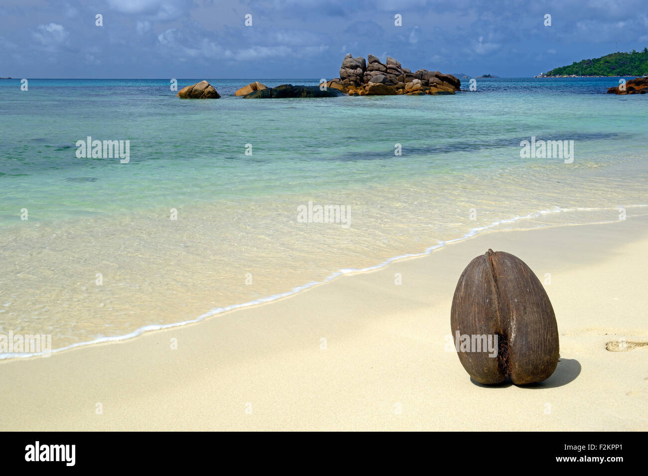Coco de Mer (Lodoicea Maldivica) am Strand von Anse Boudin, Frucht der Kokospalme Meer, Seychellen Stockfoto