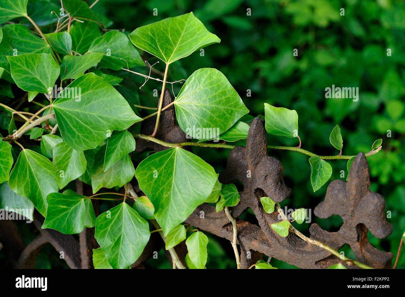 Efeu (Hedera SP.), wachsen auf einem alten Eisenzaun, Insel Usedom, Mecklenburg-Western Pomerania, Deutschland Stockfoto