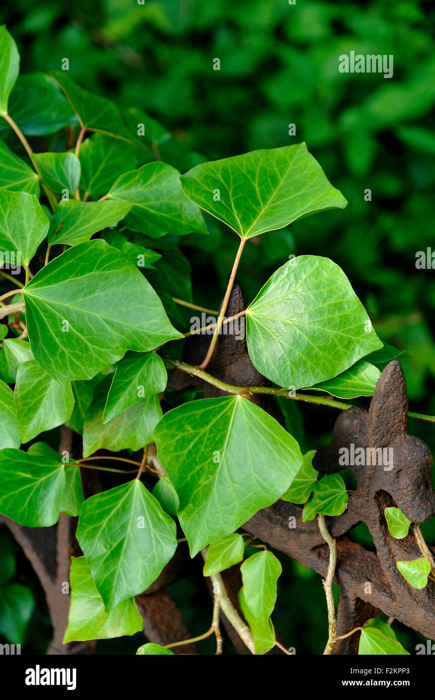 Efeu (Hedera SP.), wachsen auf einem alten Eisenzaun, Insel Usedom, Mecklenburg-Western Pomerania, Deutschland Stockfoto