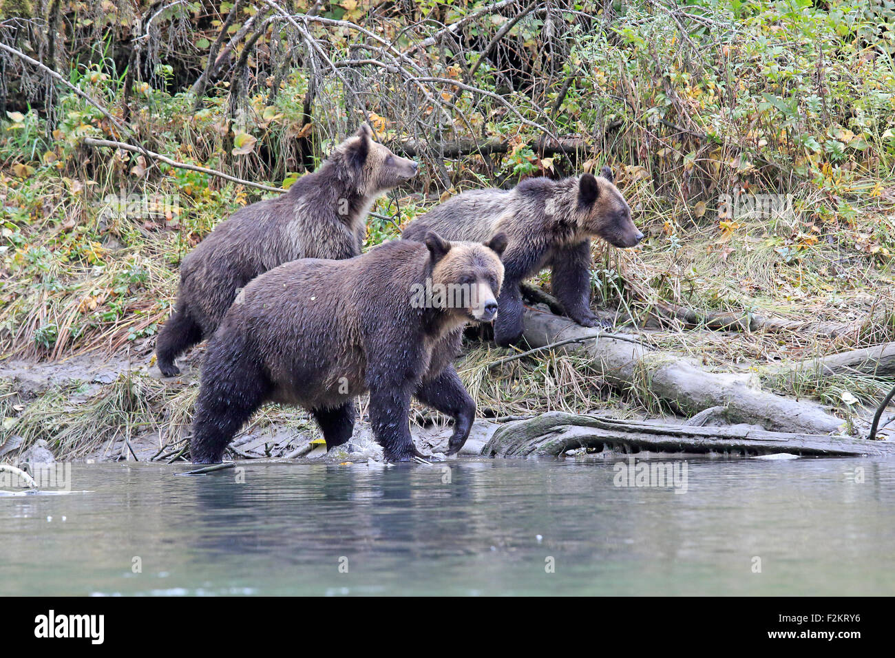 Grizzly Bär Mutter mit zwei jungen auf einem Fluss abnk Stockfoto