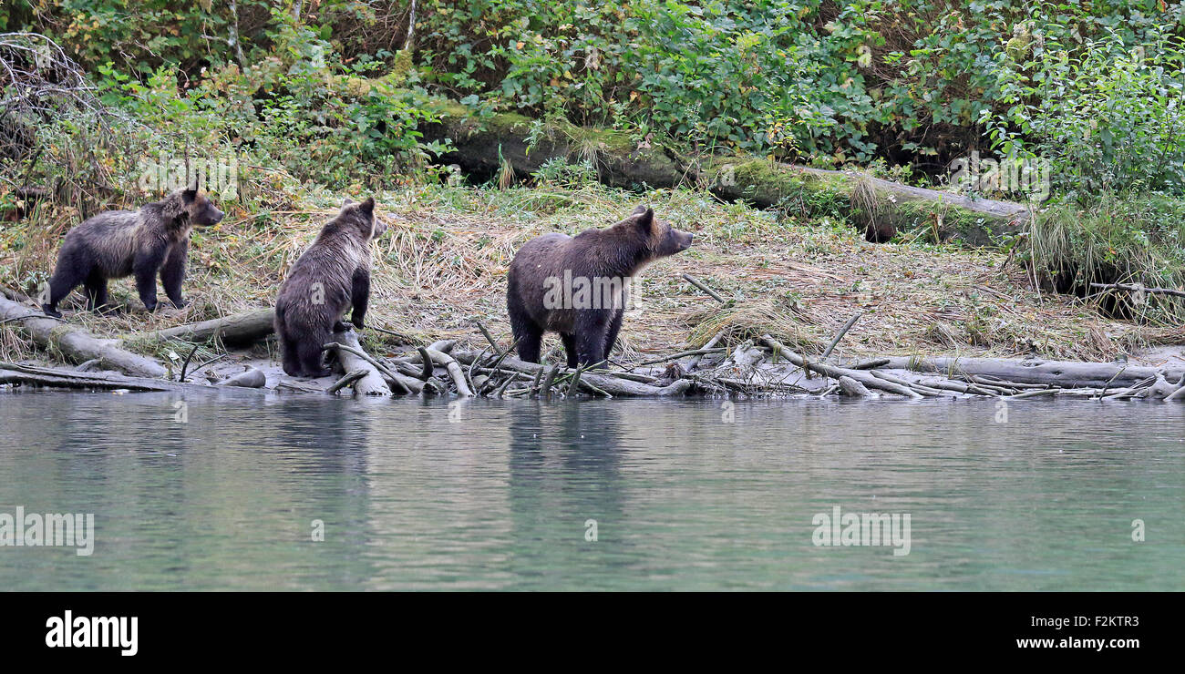 Grizzly Bär Mutter mit zwei jungen an einem Flussufer in Britisch-Kolumbien Stockfoto