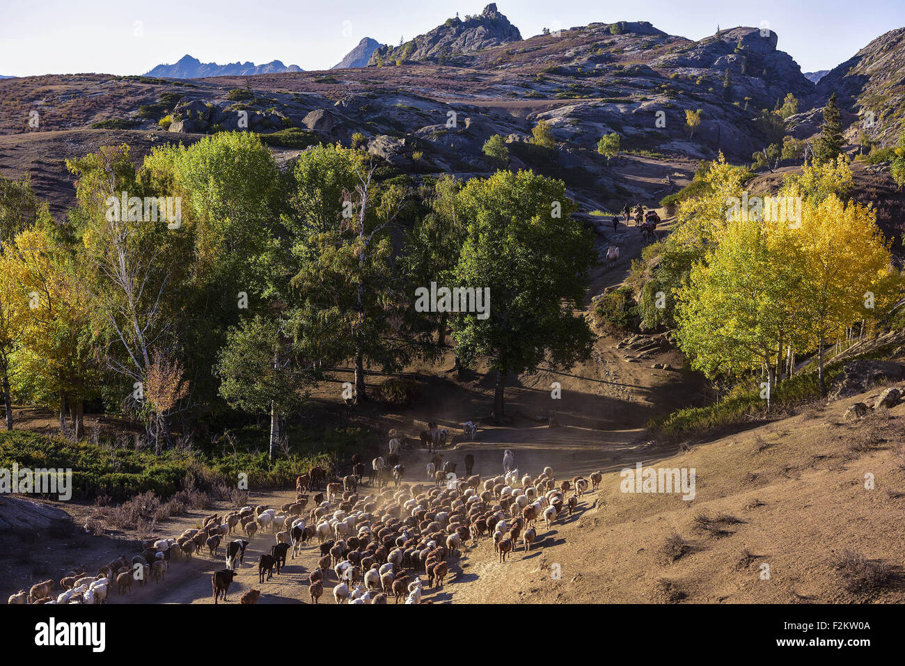 Urumqi. 17. Sep, 2015. Foto aufgenommen am 17. September 2015 zeigt Hirten ihre Schafe und Kühe auf Winterweide in Altay Präfektur von Nordwesten Chinas Xinjiang Uygur Autonome Region übertragen. Wie im Sommer bis zu seinem Ende gekommen ist, fingen lokale Kazak Hirte Familien hier ihre Herden in Winterweide zu bewegen. © Shen Qiao/Xinhua/Alamy Live-Nachrichten Stockfoto