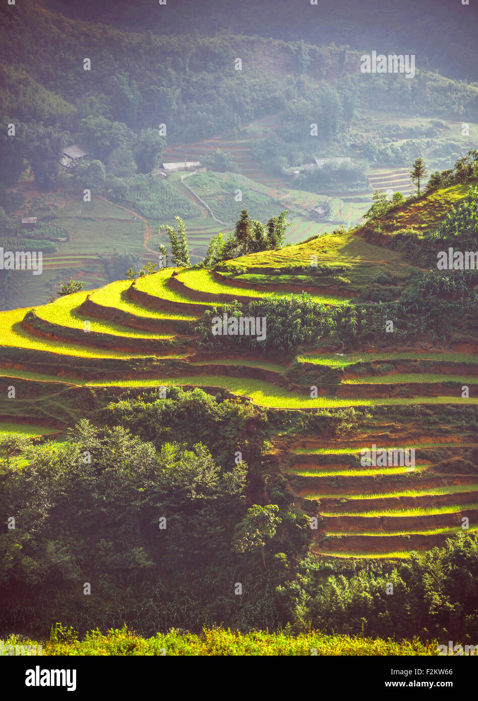 Vietnam, Sa Pa, terrassierten Feldern Stockfoto