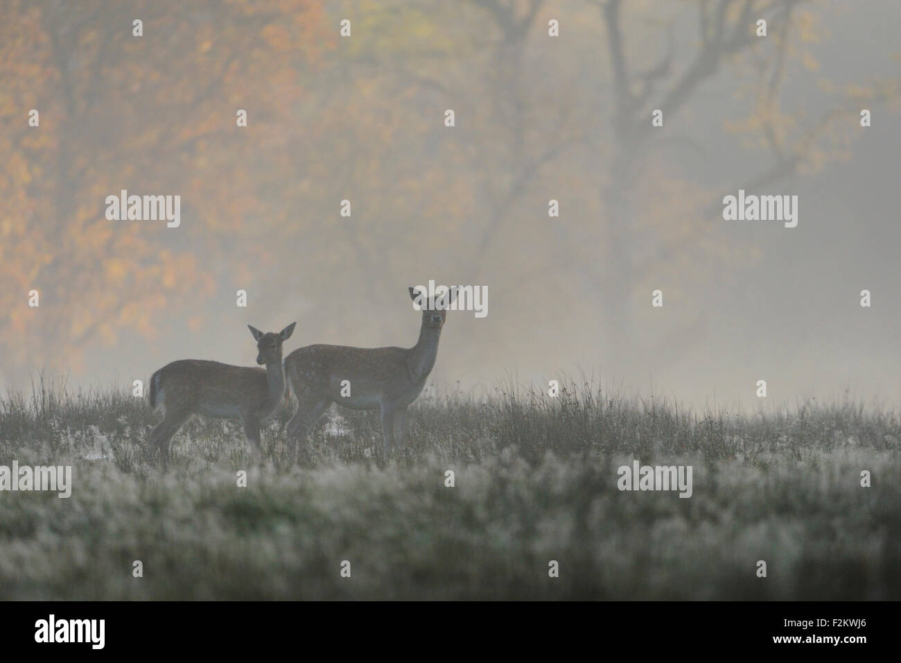 Brache Hirsche schleppen / Damhirsch (Dama Dama) stehend auf Tau bedeckt, undurchsichtige Grünland an einen Virée kalten nebligen Morgen. Stockfoto