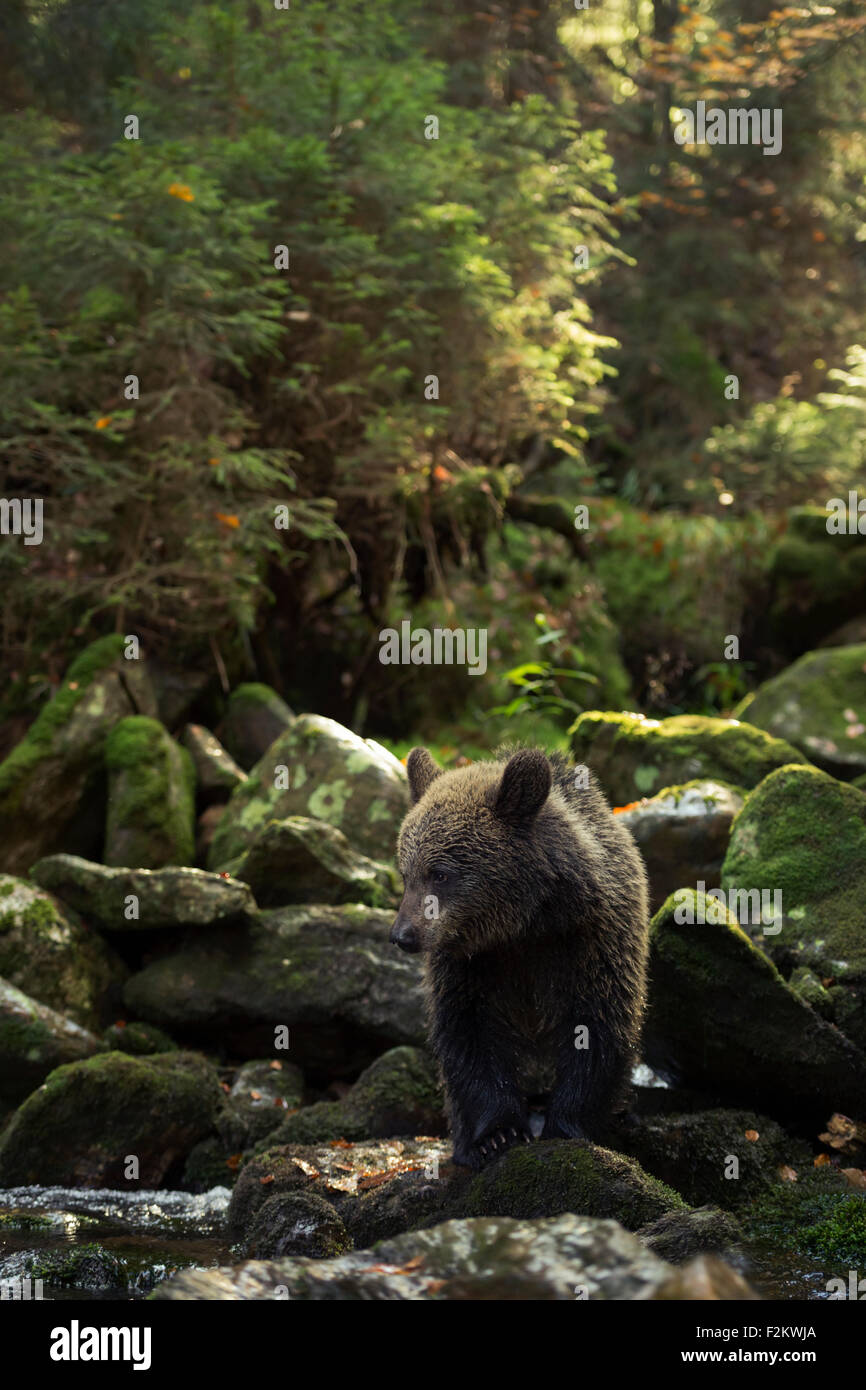 Süße junge europäische Braun Bär / Europaeischer Braunbaer (Ursus Arctos) steht in einer wilden Schlucht Wald, Bach. Stockfoto