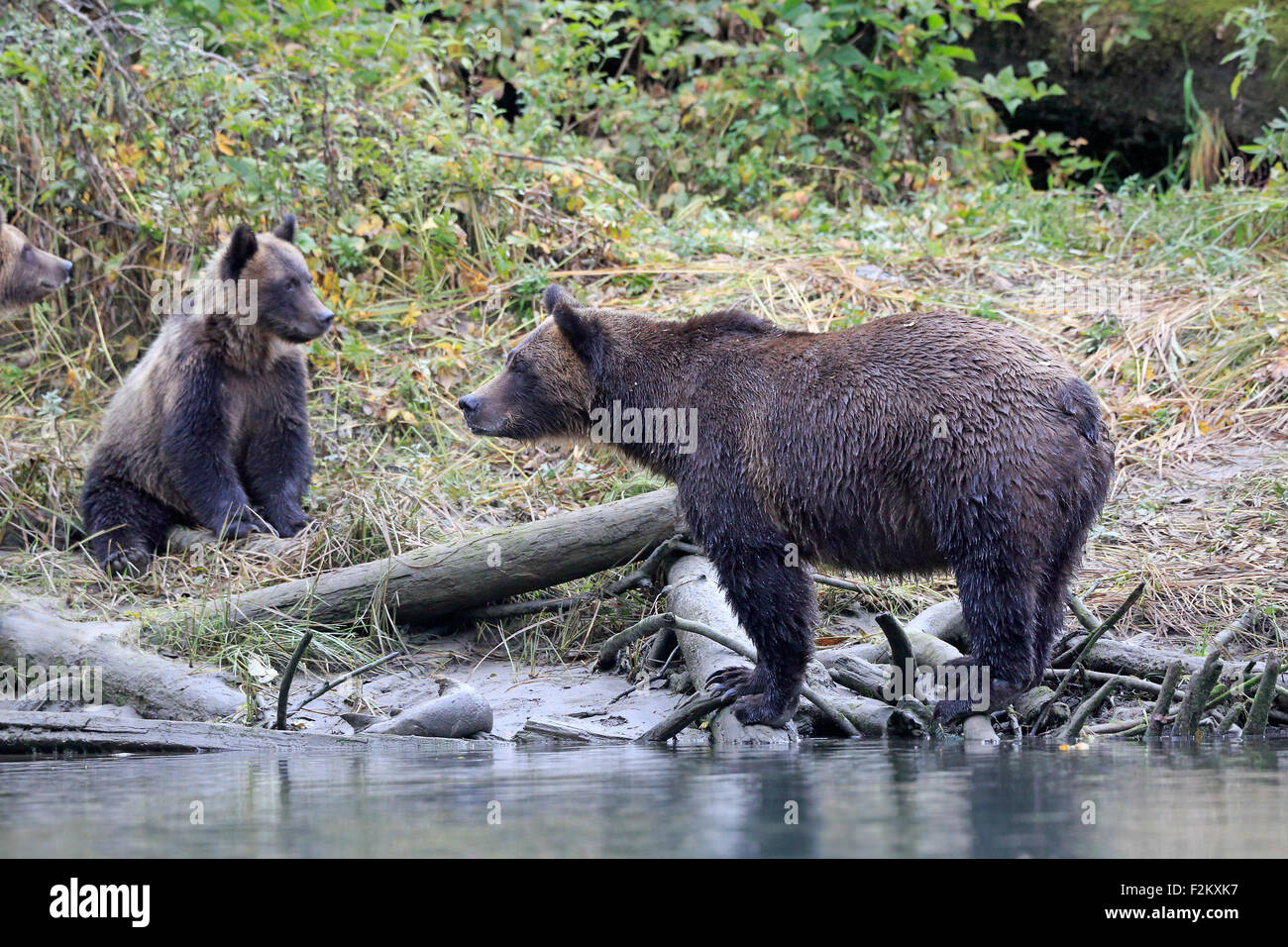 Grizzlybären-Mutter und Jungtier Stockfoto