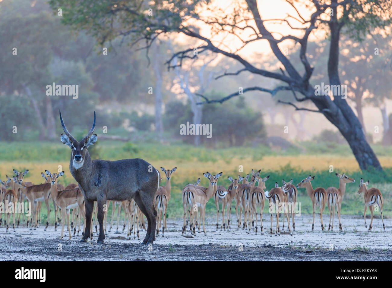 Simbabwe, Urungwe Bezirk, Mana Pools National Park, Wasser-Ziege und Herde impalas Stockfoto