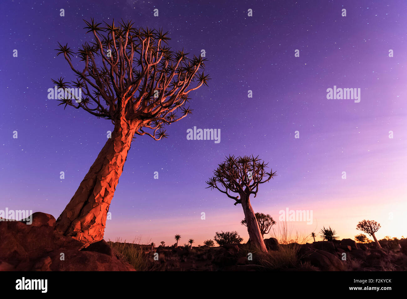 Afrika, Namibia, Keetmanshoop, Köcherbaumwald bei Sonnenuntergang Stockfoto