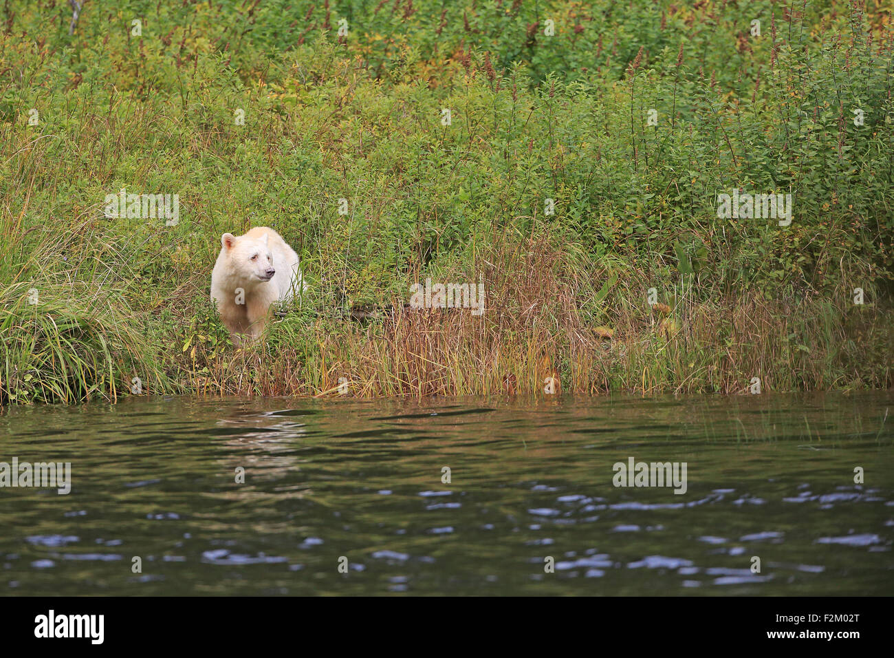 Spirit Bear am Rand des Wassers in British Columbia Kanada Stockfoto