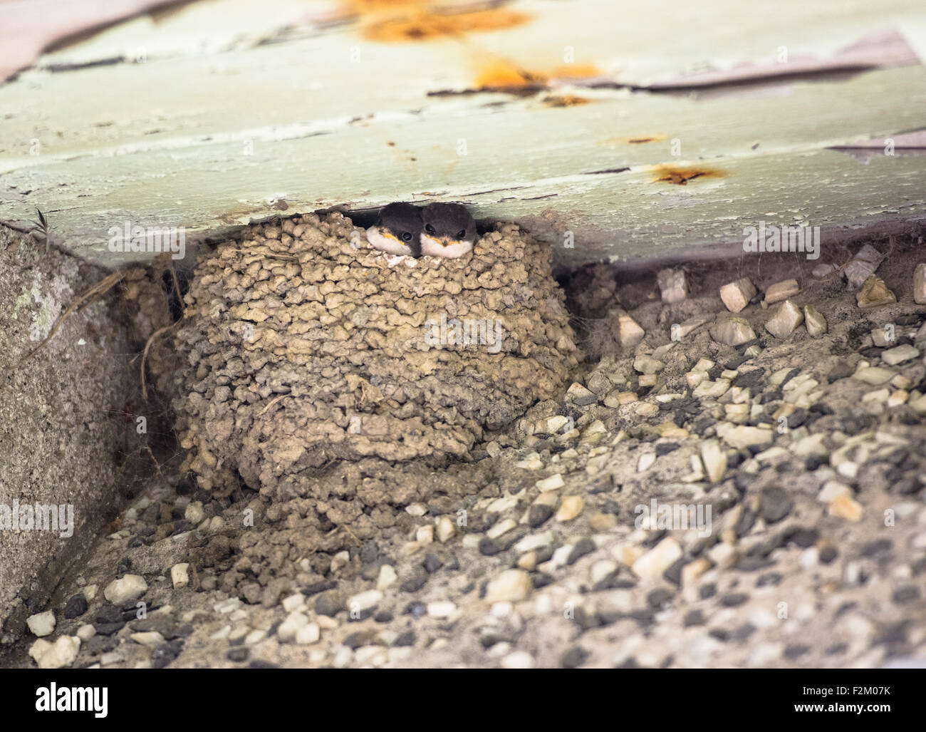 Mehlschwalben (Delichon Urbicum) im Schlamm Nest in Traufe des Gebäudes Stockfoto