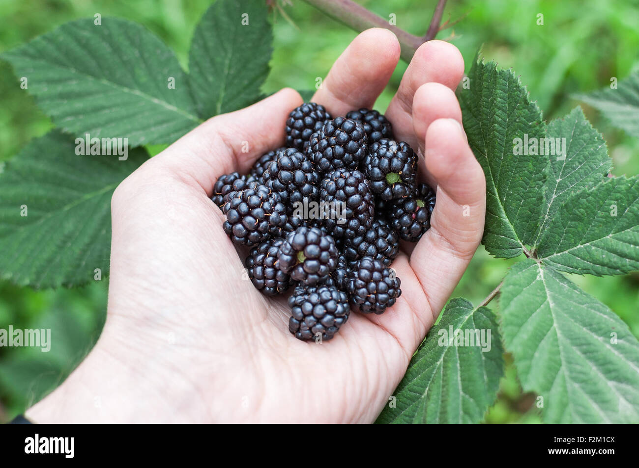 Hand mit einer Handvoll wilden Brombeeren Stockfoto