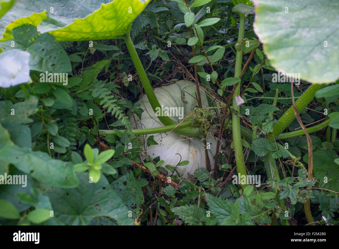 Ein Kürbis liegt halb versteckt in einer Hecke in Cornwall Stockfoto