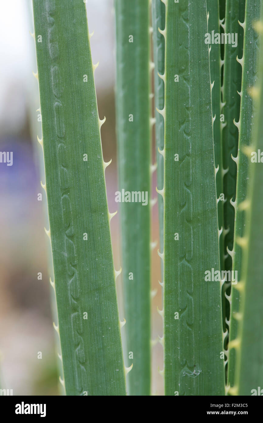 Schmale blätter Fotos und Bildmaterial in hoher Auflösung Alamy