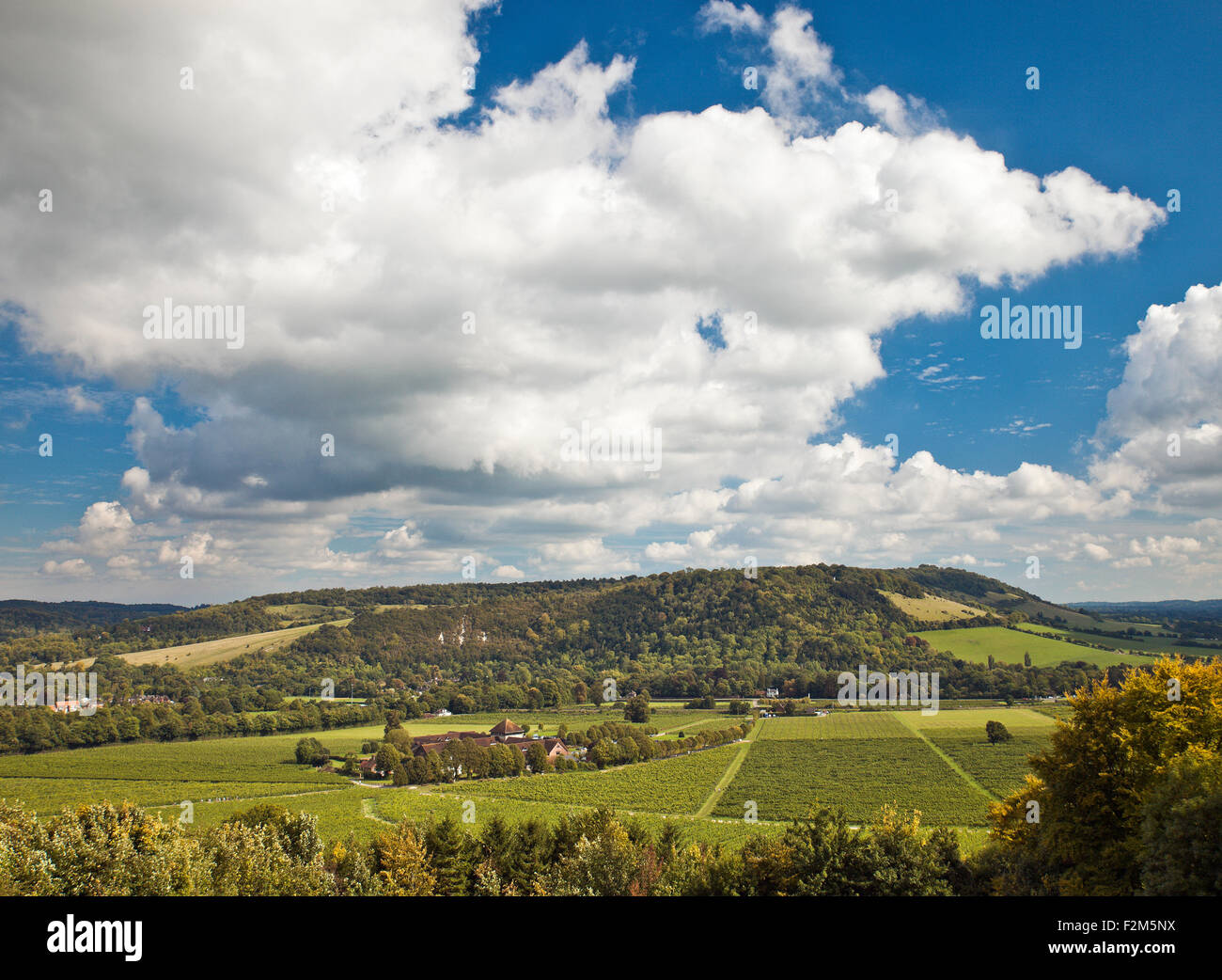 Denbies Wine Estate Dorking. Stockfoto