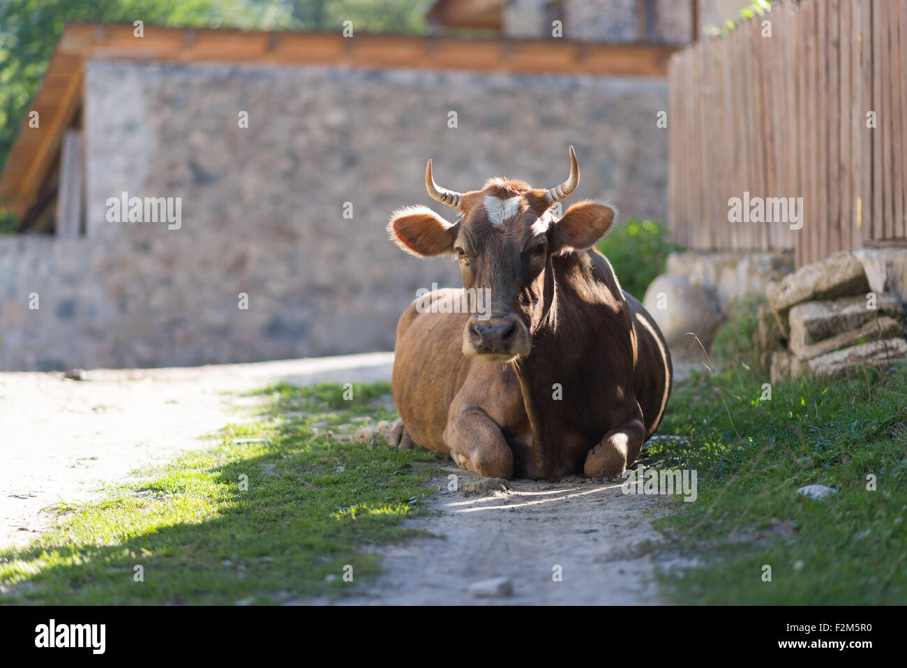 Kuh auf den Straßen von Mestia, Georgia Stockfoto
