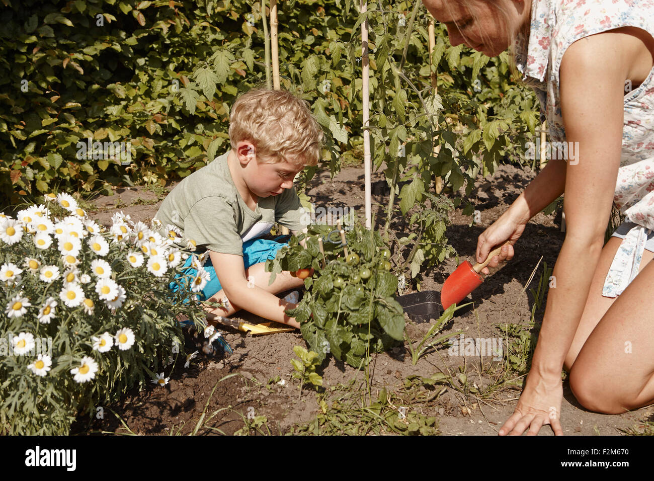 Mutter und Sohn arbeiten im Gemüsegarten Stockfoto