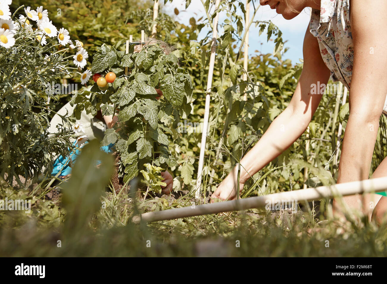 Mutter und Sohn arbeiten im Gemüsegarten Stockfoto