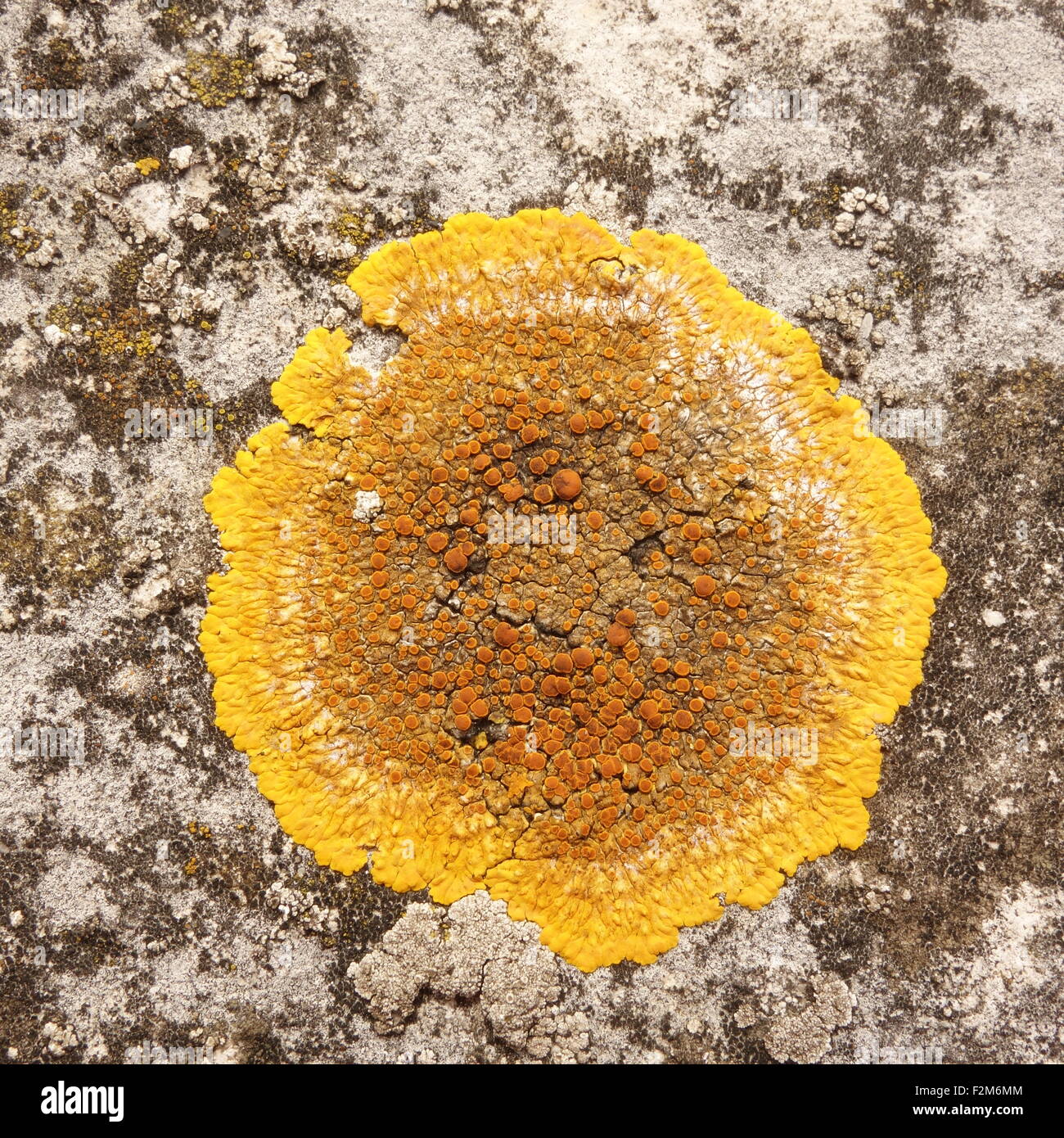 Orange und gelbe Flechten Stockfoto