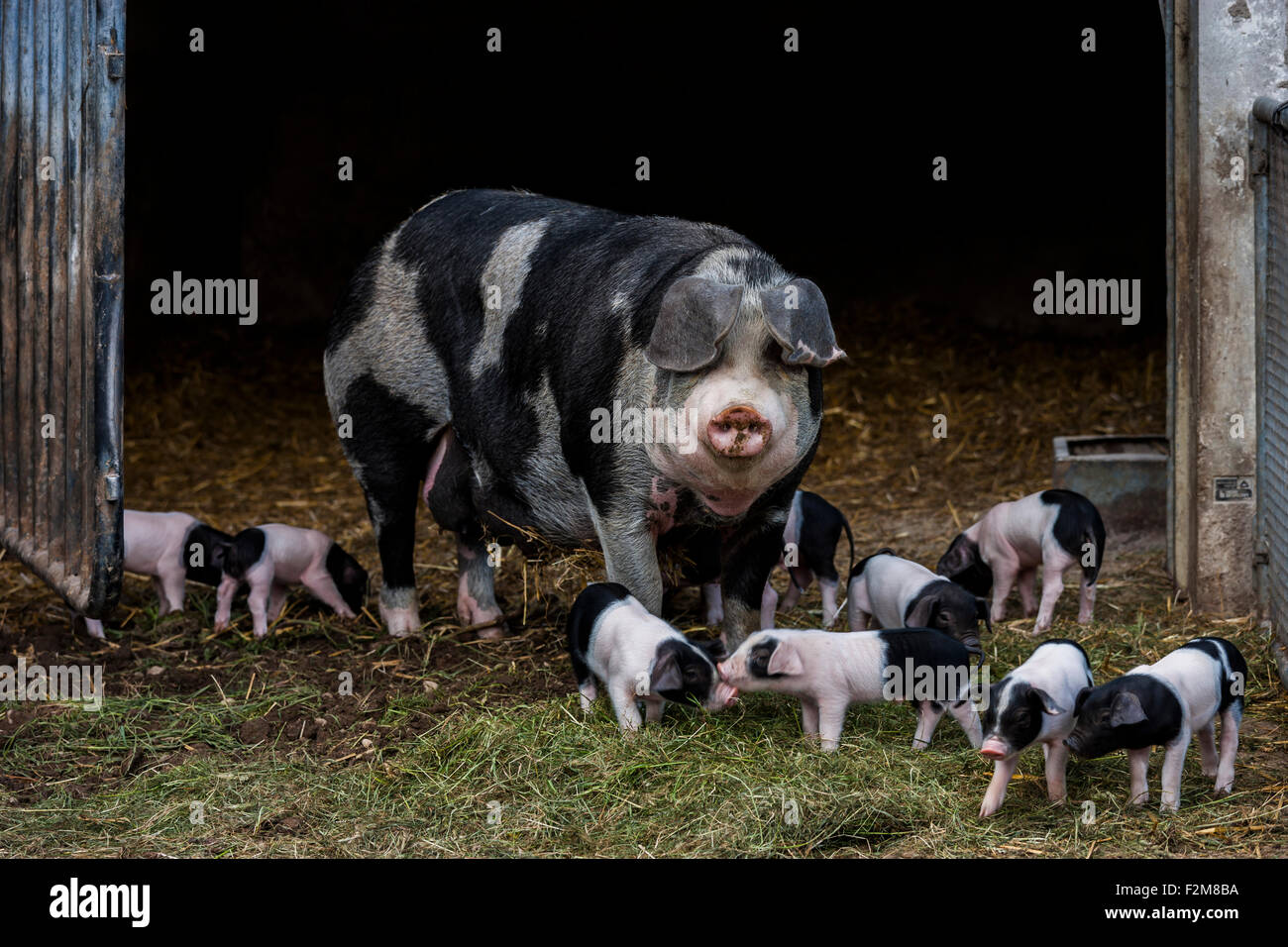 Deutschland, Bayern, Otterfing, Domstic Schweine, alte Rassen am Archehof Schlickenrieder Stockfoto