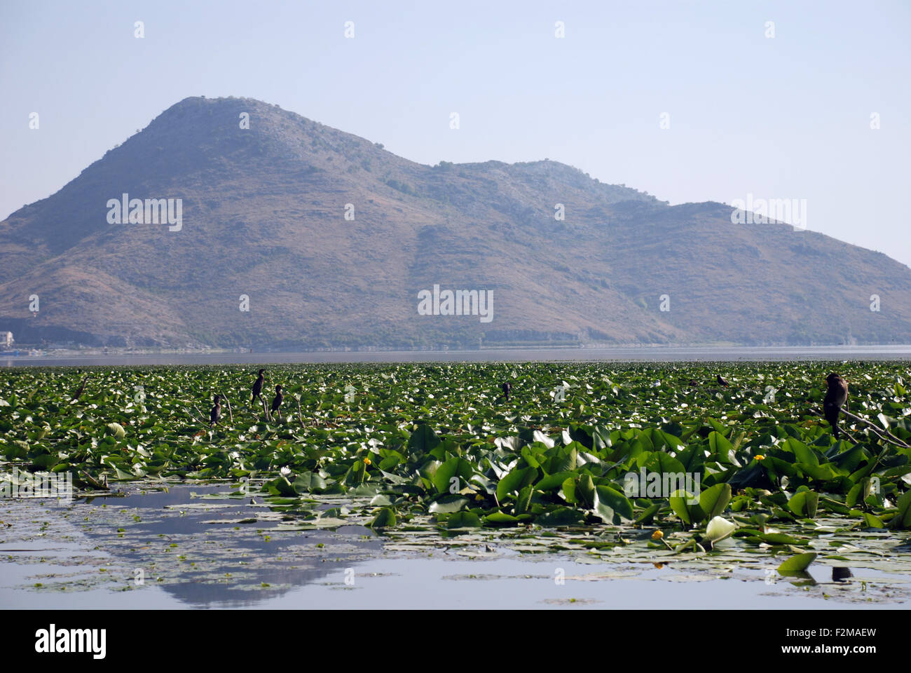 ein Berg an der Seite der Skutarisee spiegelt sich in den Gewässern der größte See auf dem Balkan Stockfoto