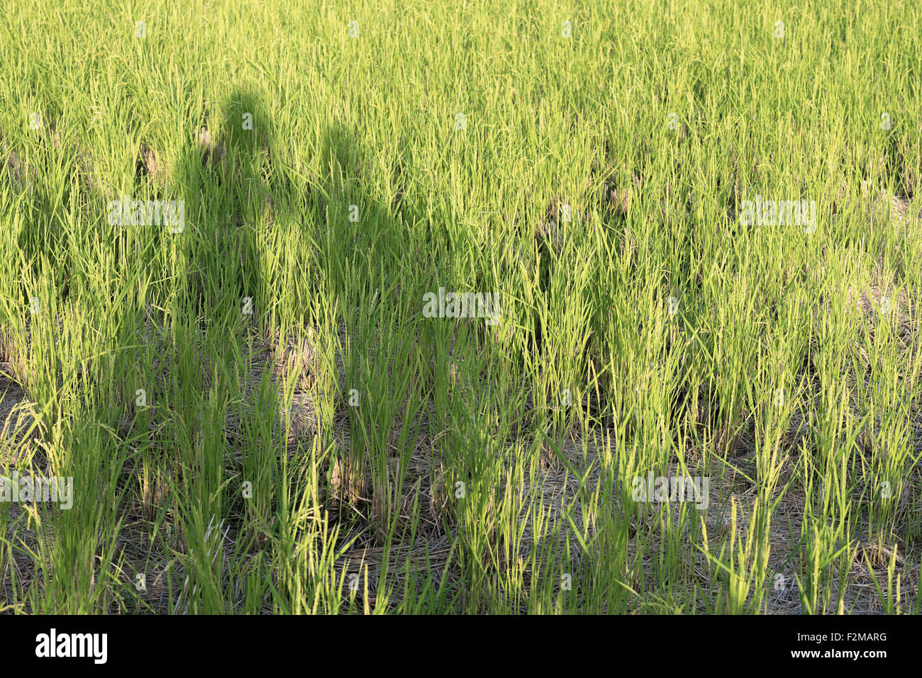Ein Schatten von Mann und Frau in einem Reisfeld an einem sonnigen Tag. Stockfoto