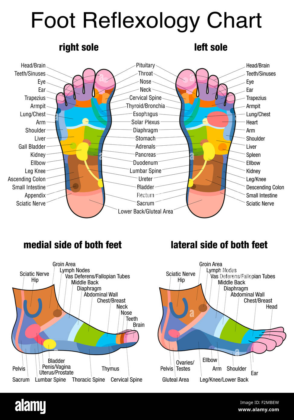 Reflexzonen der Füße - Sohlen und Seitenansichten - genaue Beschreibung der entsprechenden inneren Organe und Körperteile. Stockfoto