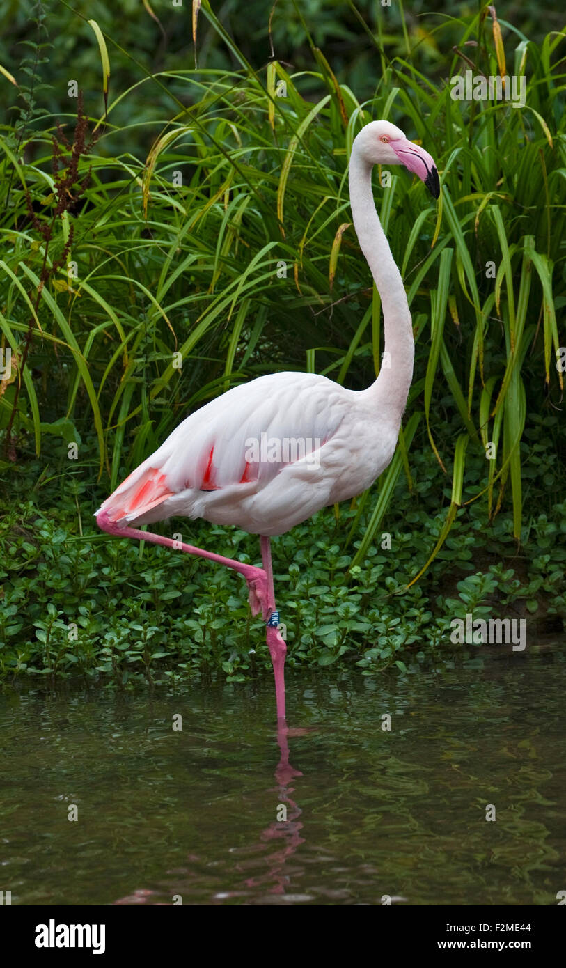 Rosaflamingo (Phoenicopterus Roseus) stehen auf einem Bein im Wasser Stockfoto