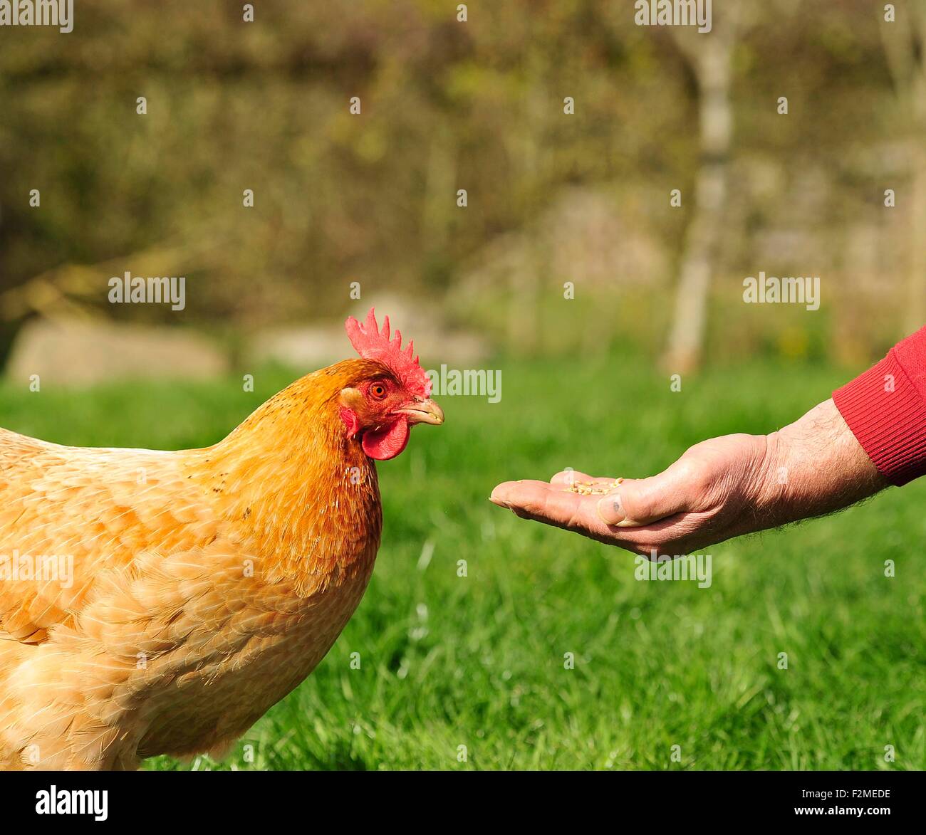 Fütterung ein Huhn Stockfoto