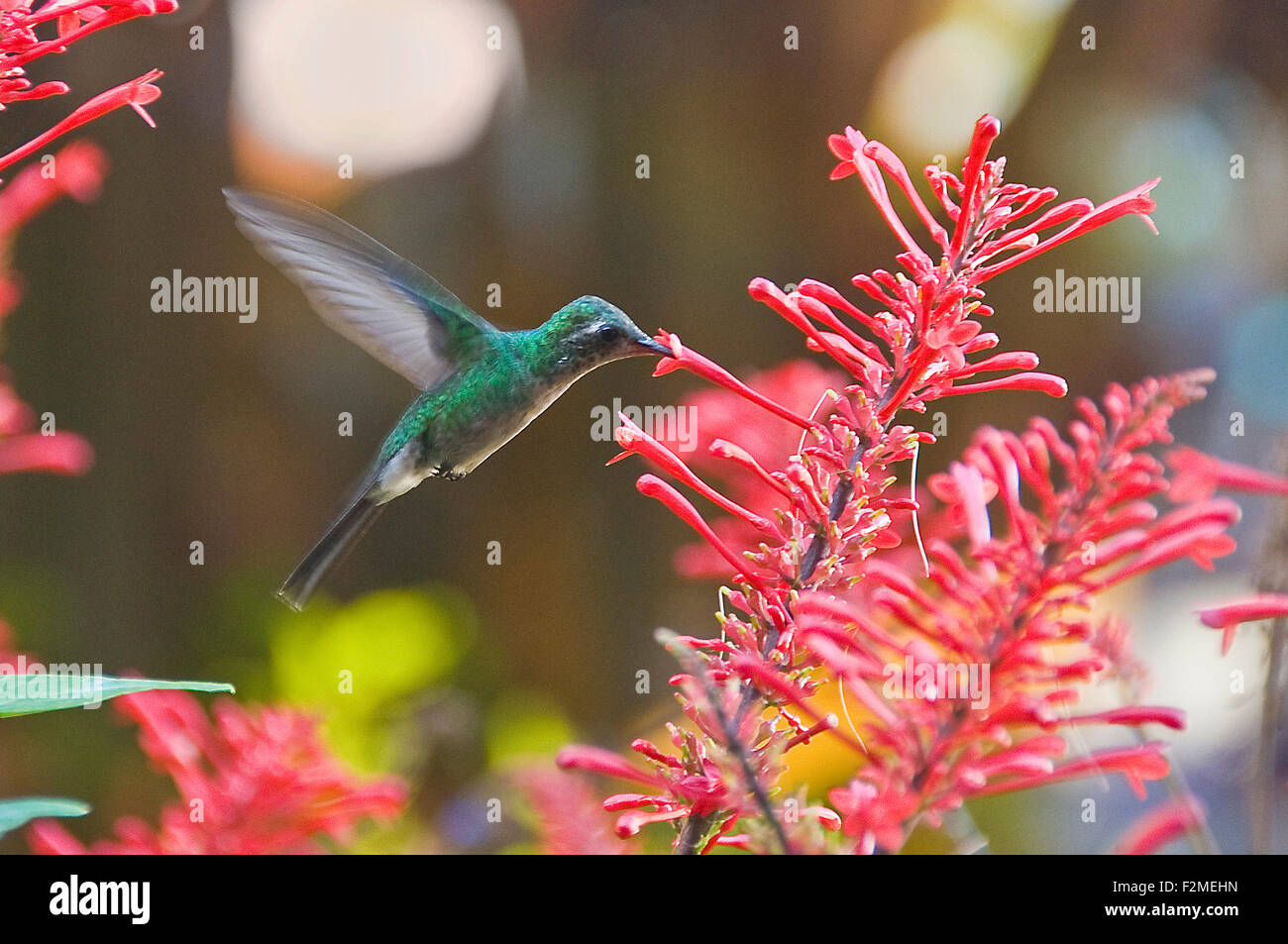 Horizontale Ansicht eines Anden Smaragd Kolibris im Topes de Collantes Nationalpark in Kuba. Stockfoto