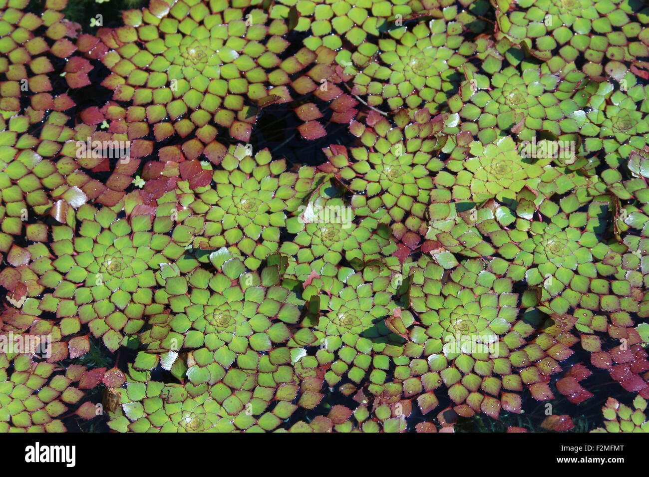 Diese Pflanzen sind die Mosaik-Anlage genannt.  Sie Leben im Wasser. Stockfoto