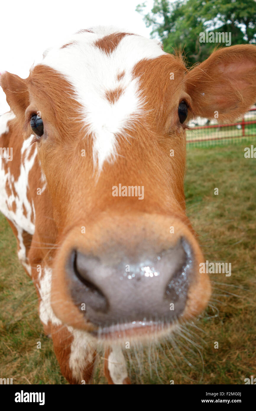 Das Gesicht von einer Kuh Kalb mit Nase und Augen am Streichelzoo. Stockfoto