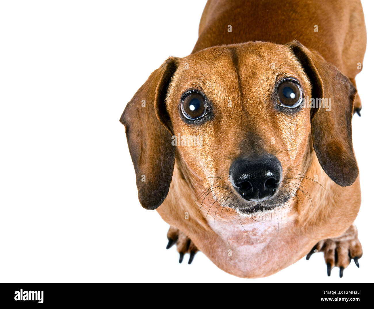 Kleine Dackel Hund nach oben auf die Kamera, Isolated On White Stockfoto