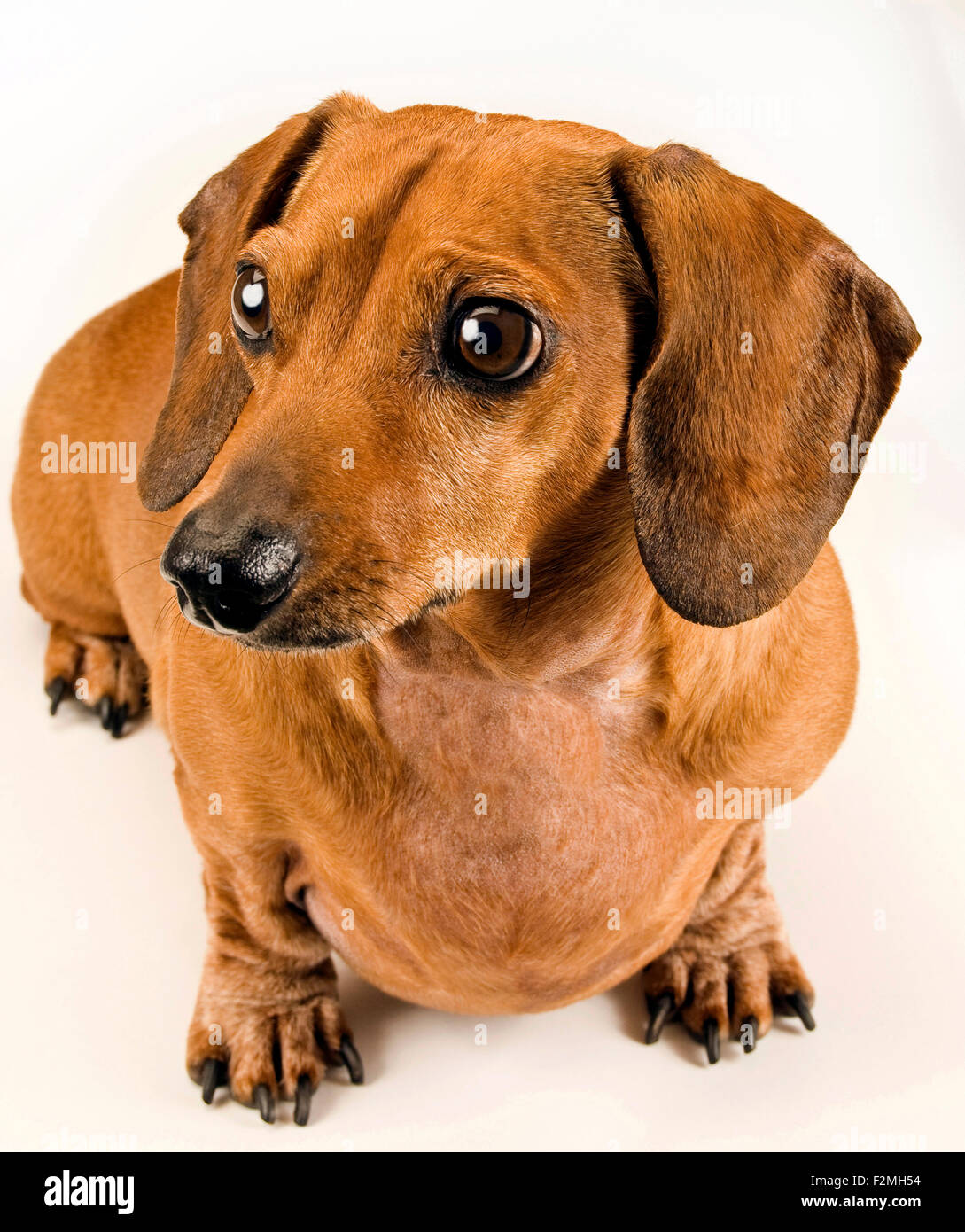 Süße Dackel Hund starrte auf etwas Stockfoto