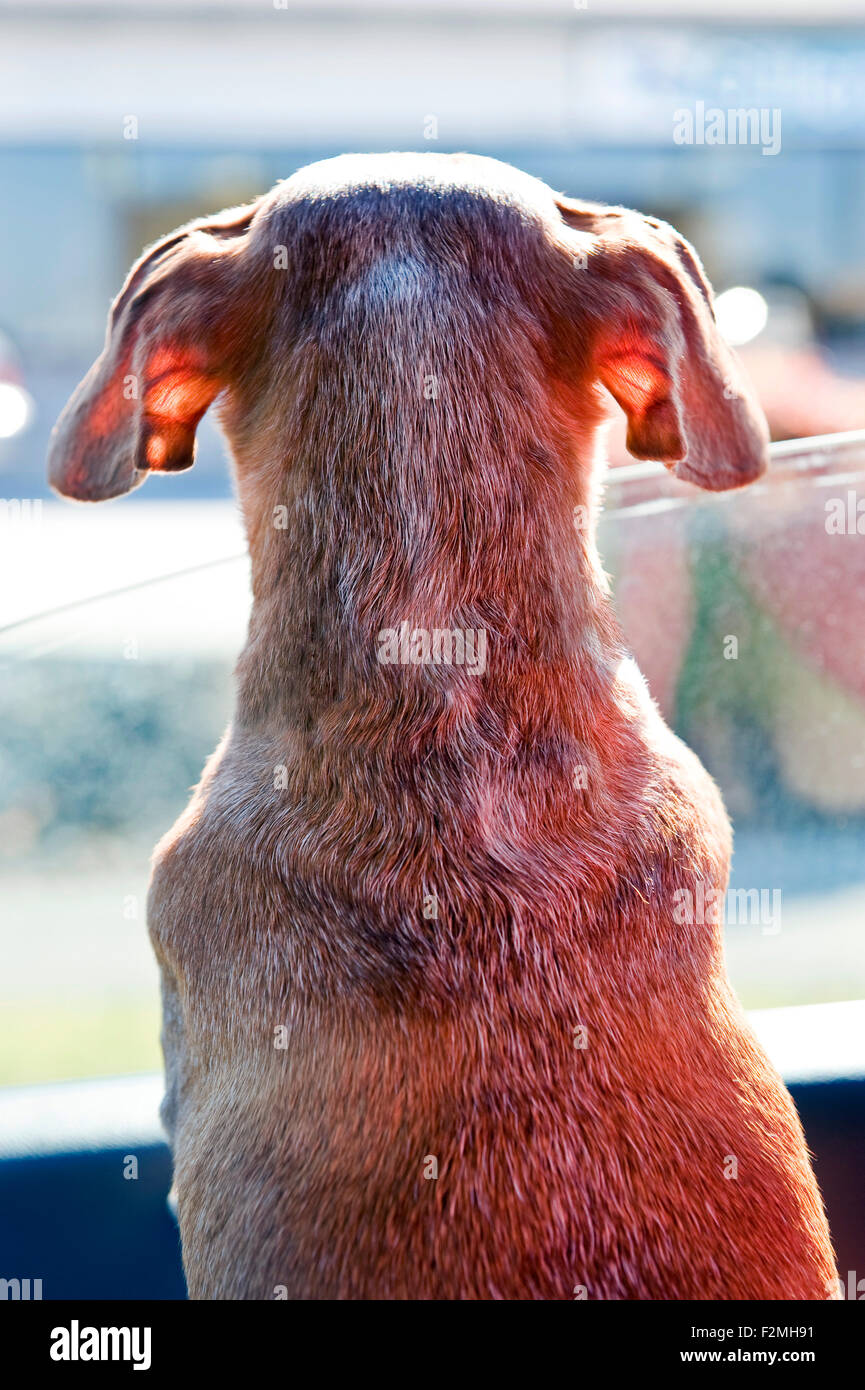 Dackel Hund suchen Autofenster Stockfoto