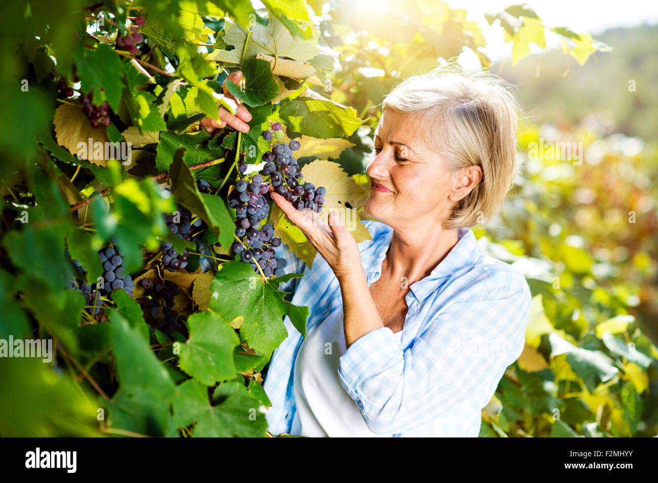 Portrait einer älteren Frau Trauben ernten Stockfoto