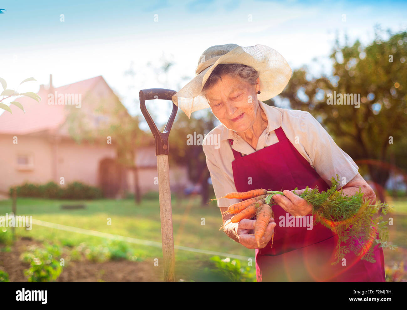 Ältere Frau in ihrem Garten Karotten zu ernten Stockfoto