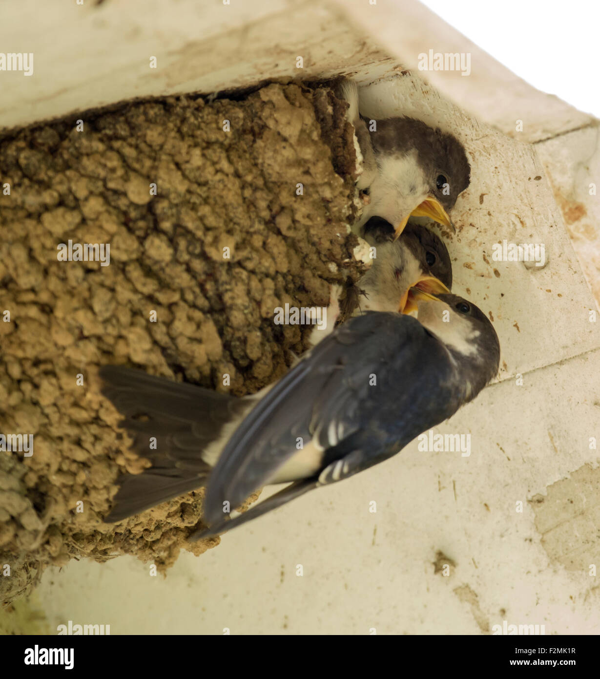 Fütterung der hungrigen Küken im Nest unter Vordach eines Hauses Erwachsenen Mehlschwalbe (Delichon Urbica) Stockfoto