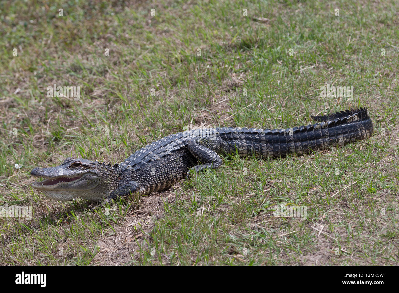 Ein Foto von einem amerikanischen Alligator in freier Wildbahn in der Nähe von Savannah in Georgia. Der Alligator ist selbst auf einige Rasen Sonnen. Stockfoto