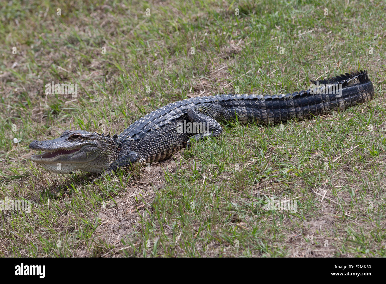 Ein Foto von einem amerikanischen Alligator in freier Wildbahn in der Nähe von Savannah in Georgia. Der Alligator ist selbst auf einige Rasen Sonnen. Stockfoto