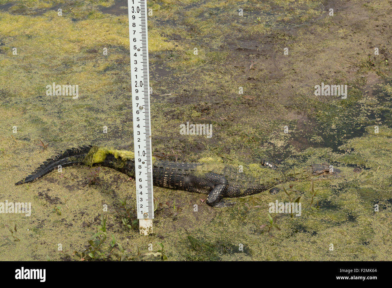 Ein Foto von einem amerikanischen Alligator in Harris Hals Wildlife Refuge in der Nähe von Savannah in Georgia. Stockfoto