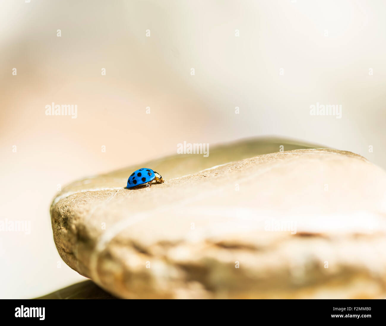 Blaue Marienkäfer ruhen auf einem Stein. Stockfoto