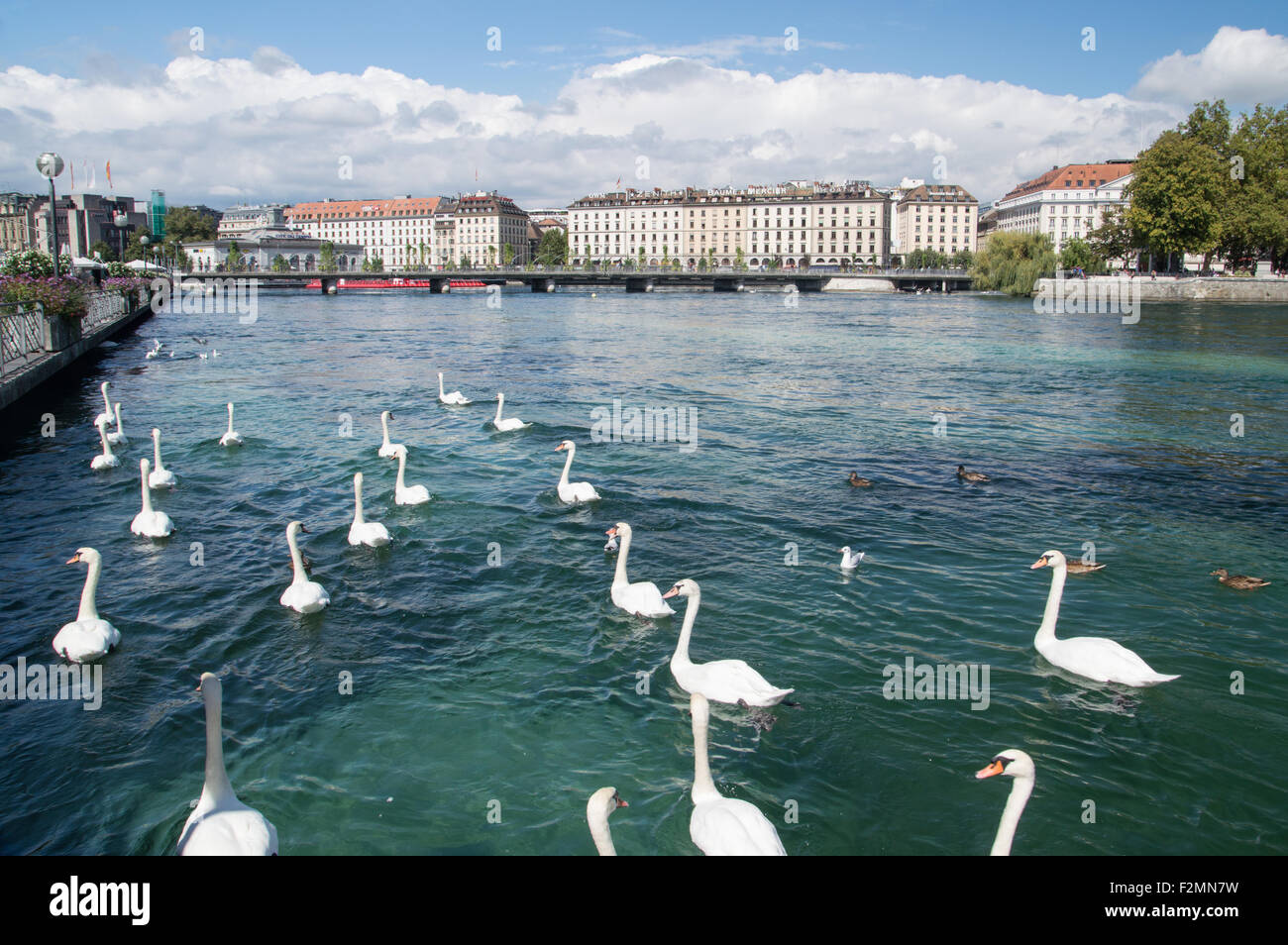 Schwäne auf dem Genfer See der Schweiz. Stockfoto