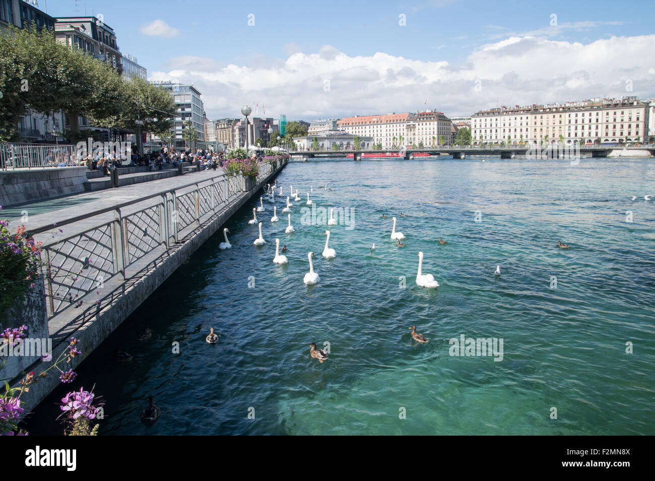 Schwäne auf dem Genfer See der Schweiz. Stockfoto