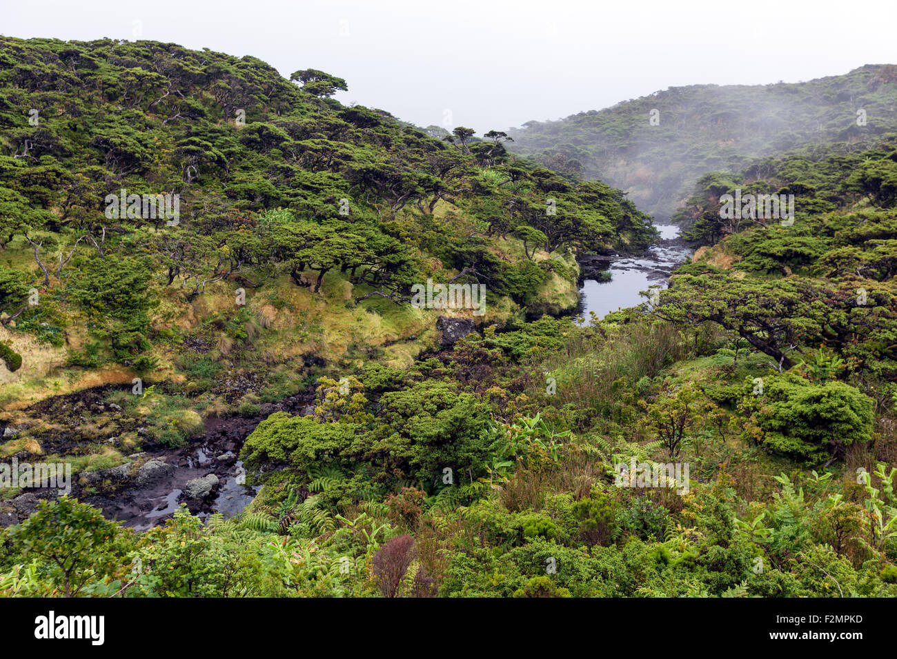Fluss in Reserva Florestal Natural Morro Alto e Pico da Se Insel Flores, Azoren Stockfoto