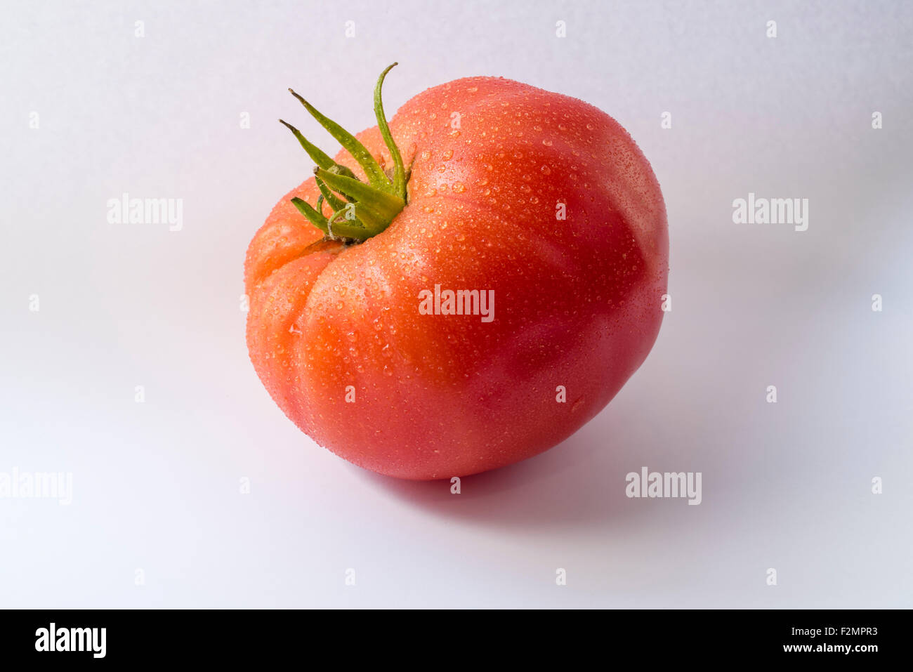 Eine purpurrote Crush-Tomate mit Tau Stockfoto