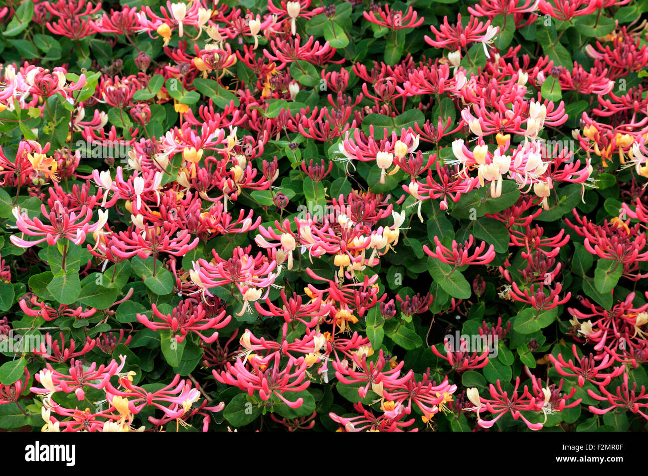 passiflora plant Passiflora coccinea Scarlett Red or Red Granadilla Passion Flower pint   Southern Flower Garden
