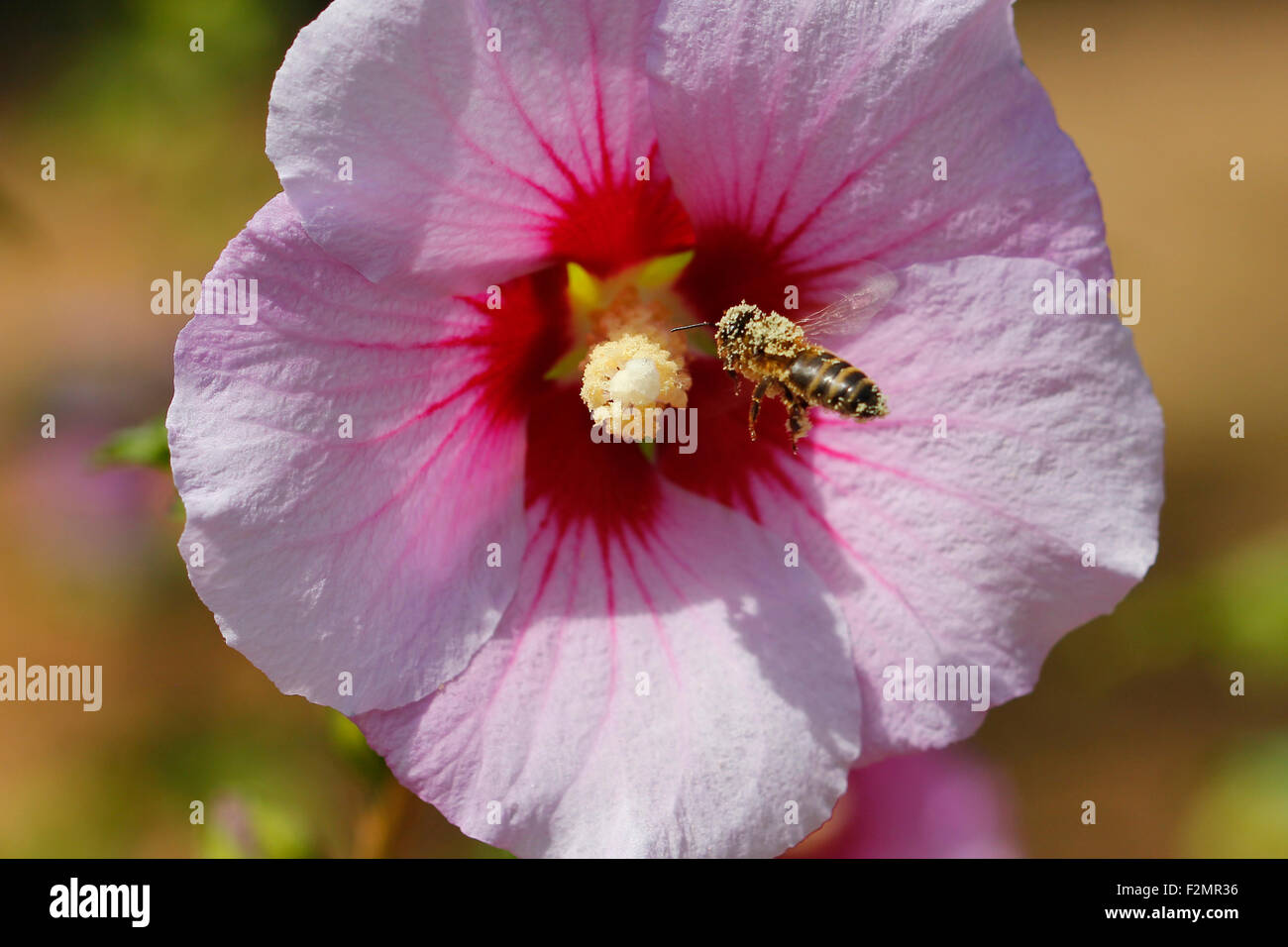 Bee Pollen fliegen vor eine Blume voller Stockfoto