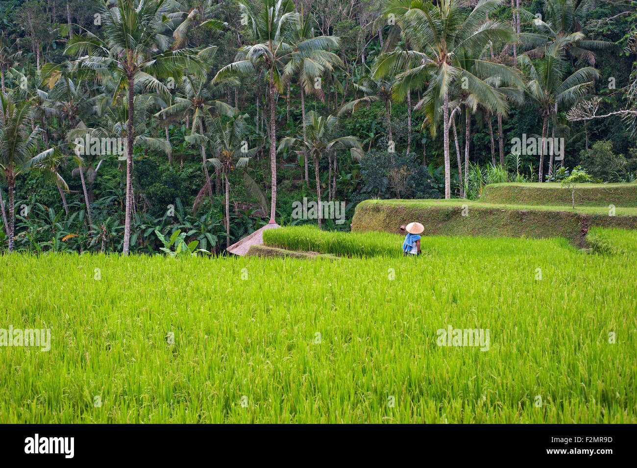 Four Seasons Bali at Sayan Stockfoto